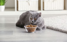 Как выбрать корм для кошек?