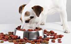 Как подобрать корм для собак?